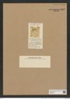 Actinoptychus elegantulus Grove et Sturt. (de-Toni-Nr.: Genus 227, Species 5555) Zeichnungen Sammlung Grunow Nr. 9583 (NHMW-BOT-W0379399)